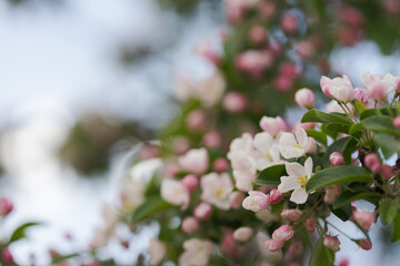 Apple tree blossom in late spring