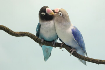 A pair of lovebirds are perched on a tree branch. This bird which is used as a symbol of true love...
