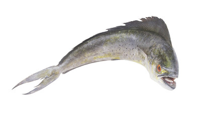 Fototapeta premium Whole mahi-mahi fish or common dolphinfish isolated on white background, Coryphaena hippurus