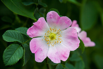 Rosehip flowers. Flowering branches of a rose hip bush. Photo of nature.