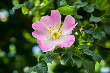 Rosehip flowers. Flowering branches of a rose hip bush. Photo of nature.
