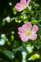 Rosehip flowers. Flowering branches of a rose hip bush. Photo of nature.