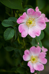 Rosehip flowers. Flowering branches of a rose hip bush. Photo of nature.