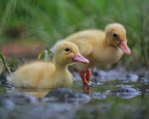 duck and ducklings