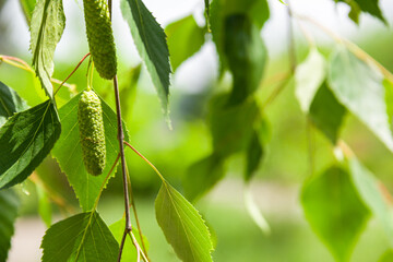 Birch leaves are illuminated by sunlight. Photo of nature.	
