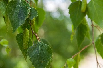 Birch leaves are illuminated by sunlight. Photo of nature.	