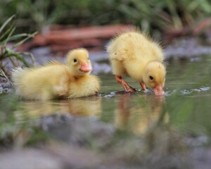 duck and ducklings