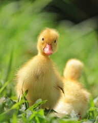 Duckling in the grass