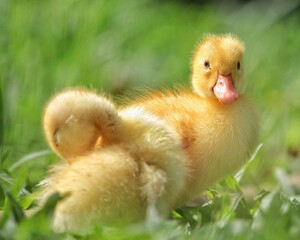 duckling