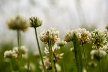 Creeping clover in a field against the sky. Photo of nature.