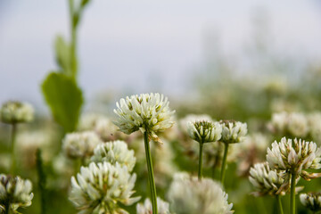 Creeping clover in a field against the sky. Photo of nature.