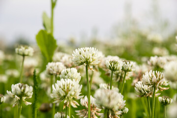 Creeping clover in a field against the sky. Photo of nature.