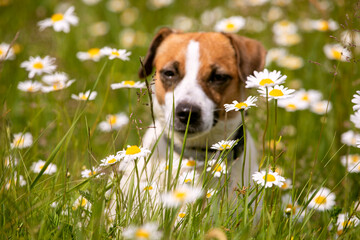 blurred closeup of a cute young jack russell terrier sitting in a field with daisies on a sunny...