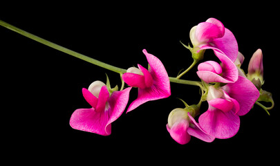 Pink lathyrus flowers isolated