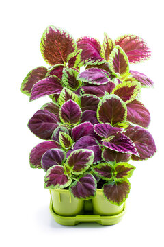 Germinating baby coleus plant in small pots isolated on white