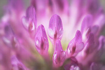 Macro Close-up of the common red clover.  