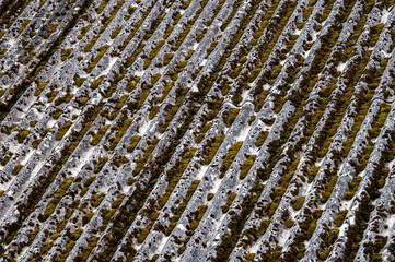 Dangerous asbestos roofs are still common in the poverty parties of the Carpathian Mountains in Poland and Ukraine. Asbestic tile on the barn roof, Bieszczady Mountains, Poland.