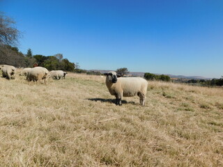 Naklejka na ściany i meble Closeup, front view, portrait photo of a Hampshire Down Ewe sheep standing in a dull brown grass field under a blue sky 