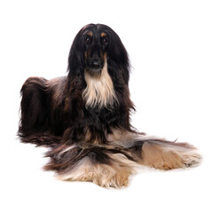 Afghan hound laying isolated on a white background