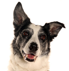 Border collie dog isolated on a white background