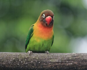 green winged love bird