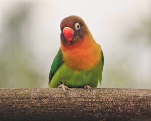 red and green parrot