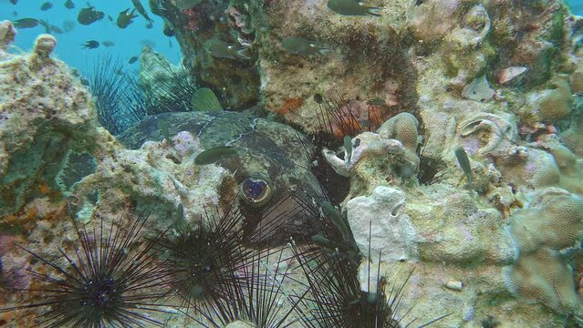 Shortspine Porcupinefish (Diodon liturosus )IP, 65
cm. ID: broad oblique black band below eye.Hiding among the corals and resting.