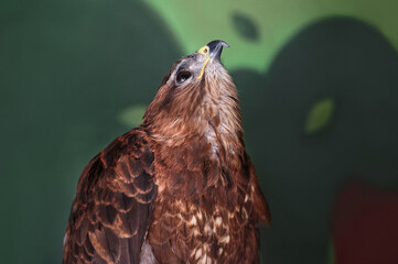 The common buzzard, Buteo buteo, looks up. Wild bird lives in the zoo enclosure. Portrait. Close-up.
