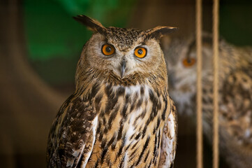 Portrait of an common owl, Bubo bubo. A wild bird looks into the camera while in the zoo enclosure. Close-up.