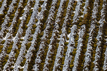 Dangerous asbestos roofs are still common in the poverty parties of the Carpathian Mountains in Poland and Ukraine. Asbestic tile on the barn roof, Bieszczady Mountains, Poland.