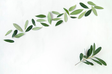 オリーブの葉と小枝のデザイン（白バック）