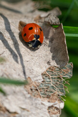 Ladybug sitting on a dry leaf