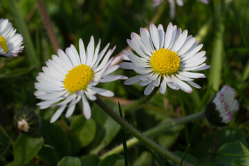 Obraz premium A pair of small daisies.