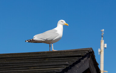 seagull on a shed roof on the seaside with deep blue sky background