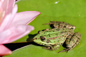 Frog