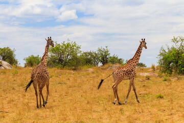 Pair of giraffes in savanna in Serengeti national park in Tanzania. Wild nature of Tanzania, East Africa
