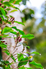 Clove tree (Syzygium aromaticum) with aromatic flower buds in bloom growing in spice farm in Zanzibar, Tanzania