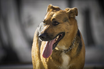 German shepherd with a long tongue during golden hours and blurred background