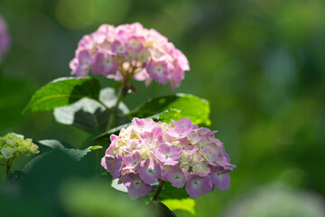 Fototapeta premium 港の見える丘公園の紫陽花