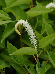 湿地に咲くアメリカハンショウゲ