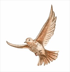A brown little bird in flight, a nightingale. Illustration. Vector on an isolated background.