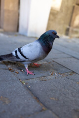 portrait of a pigeon on the street. photo from the perspective of the ground