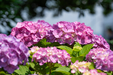Obraz premium 港の見える丘公園の紫陽花