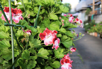 赤と白のゼラニウム