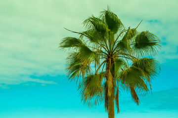 Fototapeta na wymiar coconut palm tree background copy space