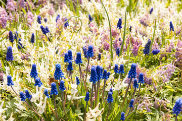 Bright floral background from the first spring flowers. Background