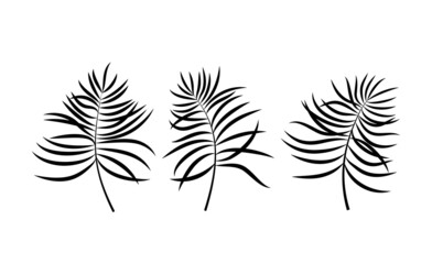 Set of 3 palm branches. Hand drawn botanical elements on white background. Vector illustration