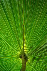 palm leaf close up green background