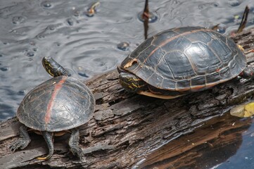 Pair of Southern Painted turtles basking on log in water 