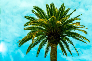 Fototapeta na wymiar palm tree on blue sky background copy space
